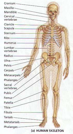 Human Body Bones Diagram - City Distributers: Human Bones | ggs6io6h7