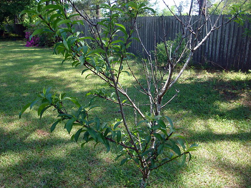Peach Tree