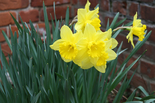 Daffodils