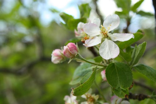 apple blossom and buds