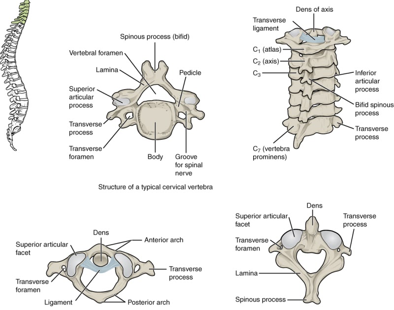 Atlas And Axis Anatomy