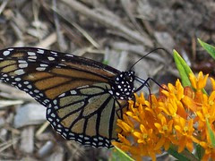 monarchjun3 004