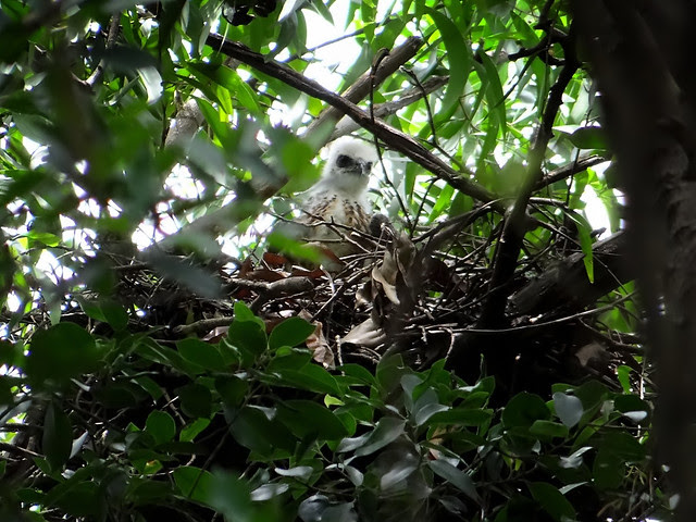 鳳頭蒼鷹/無限台南