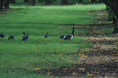 Magpie Geese orchard Knuckey's Lagoon