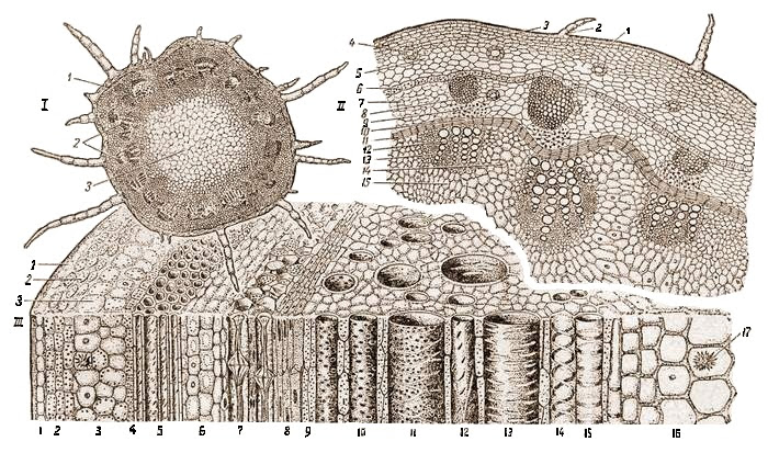 Дано поперечное сечение стебля растения рассмотри рисунок и дополни текст