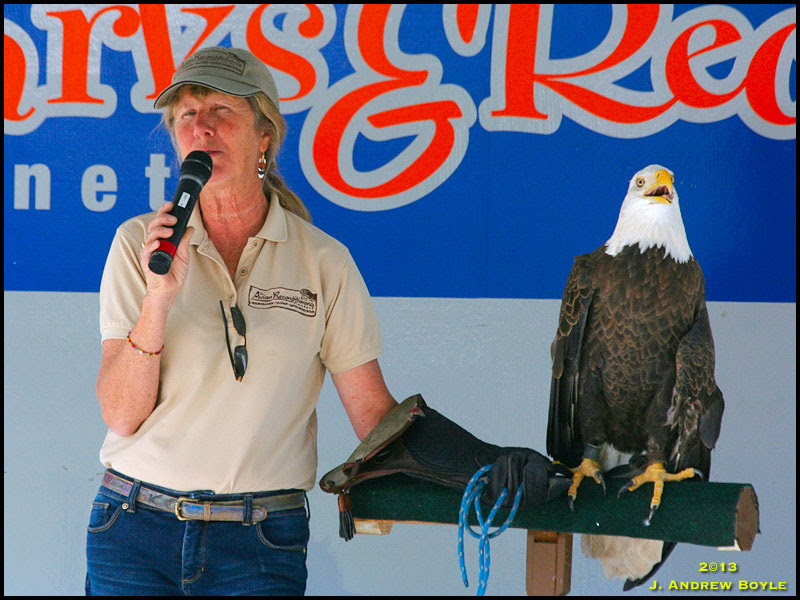 Bald Eagle Bald Eagle