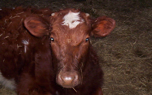 Horns?