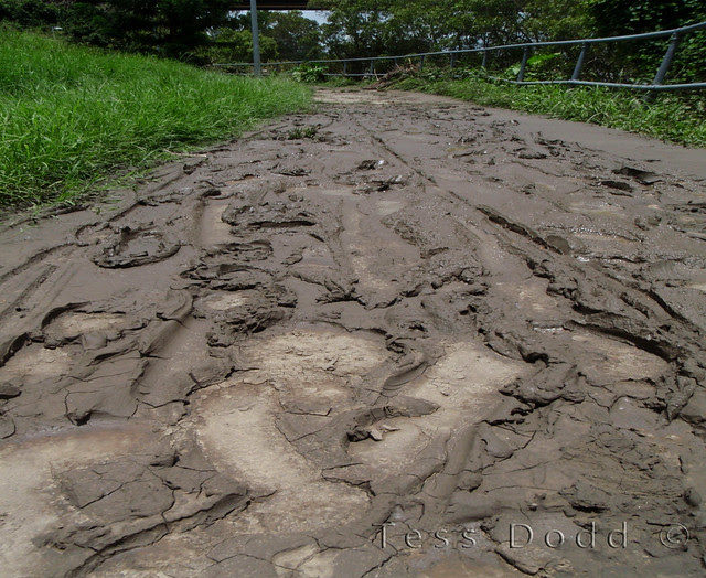 muddy walk_c