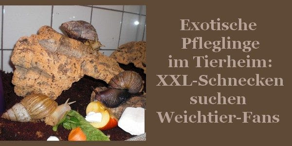 tierheim_crimmitschau_hunde — Ein Hundeblog