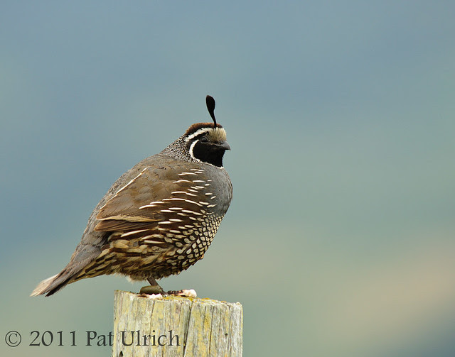 California quail - Pat Ulrich Wildlife Photography