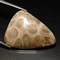 Buy Fossil Coral from GemSelect