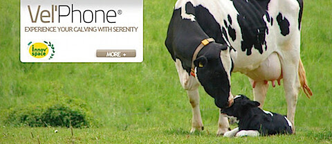 cows
