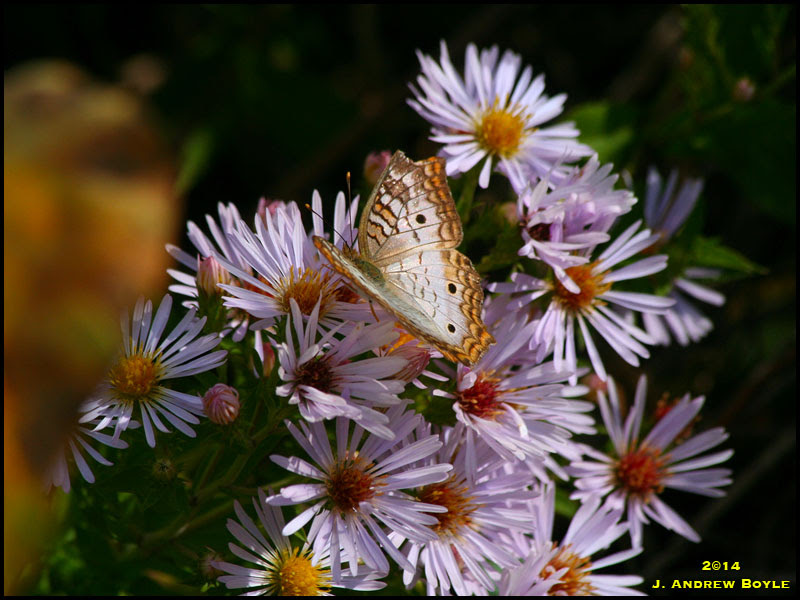 White Peacock White Peacock