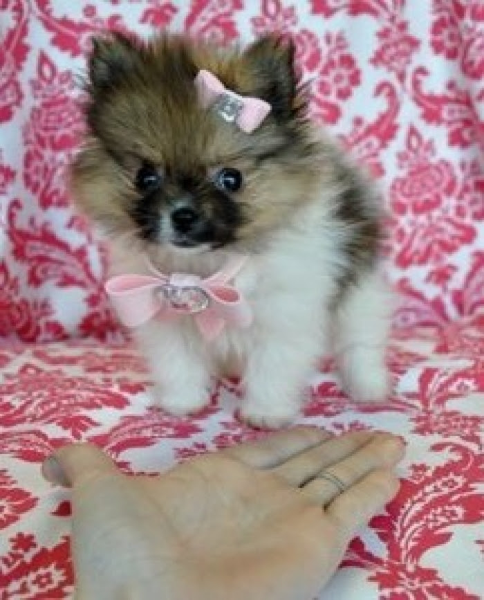 99+ Pomeranian Puppies For Sale In Indiana - l2sanpiero