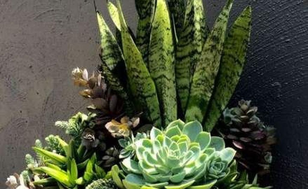Sukkulenten Im Garten / Einen Zauberhaften Mini