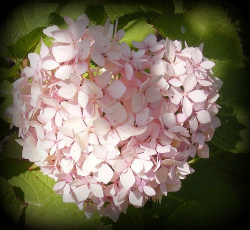 Macro Pink Hydrangea