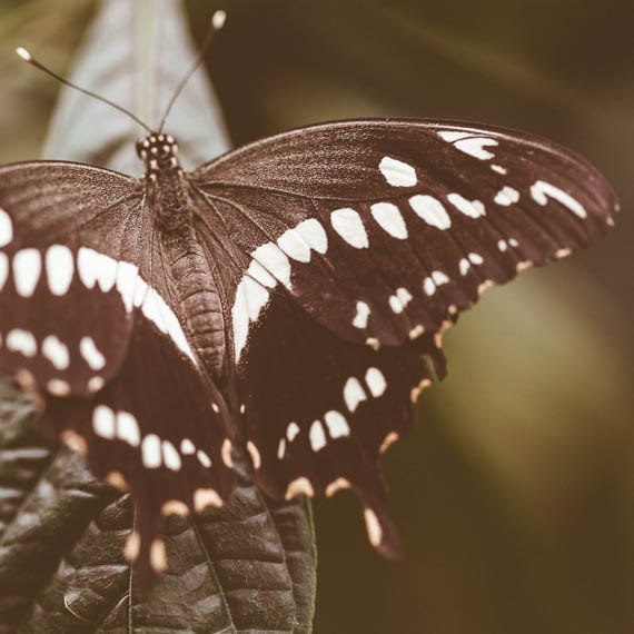 Brown Butterfly Swallowtail Fine Art Print Nature Photograph Whimsical Butterfly Wall Decor - ImagePoet Brown Butterfly Swallowtail Fine Art Print Nature Photograph Whimsical Butterfly Wall Decor - ImagePoet