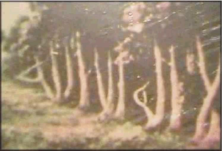 Kumpulan Kaligrafi "LAILAHAILLALLAH MUHAMMADARUSULULLAH" Kumpulan Kaligrafi "LAILAHAILLALLAH MUHAMMADARUSULULLAH"