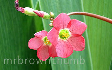 Oxalis Iron cross