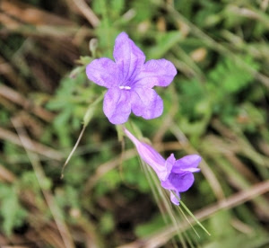 more purple flower (640x589)