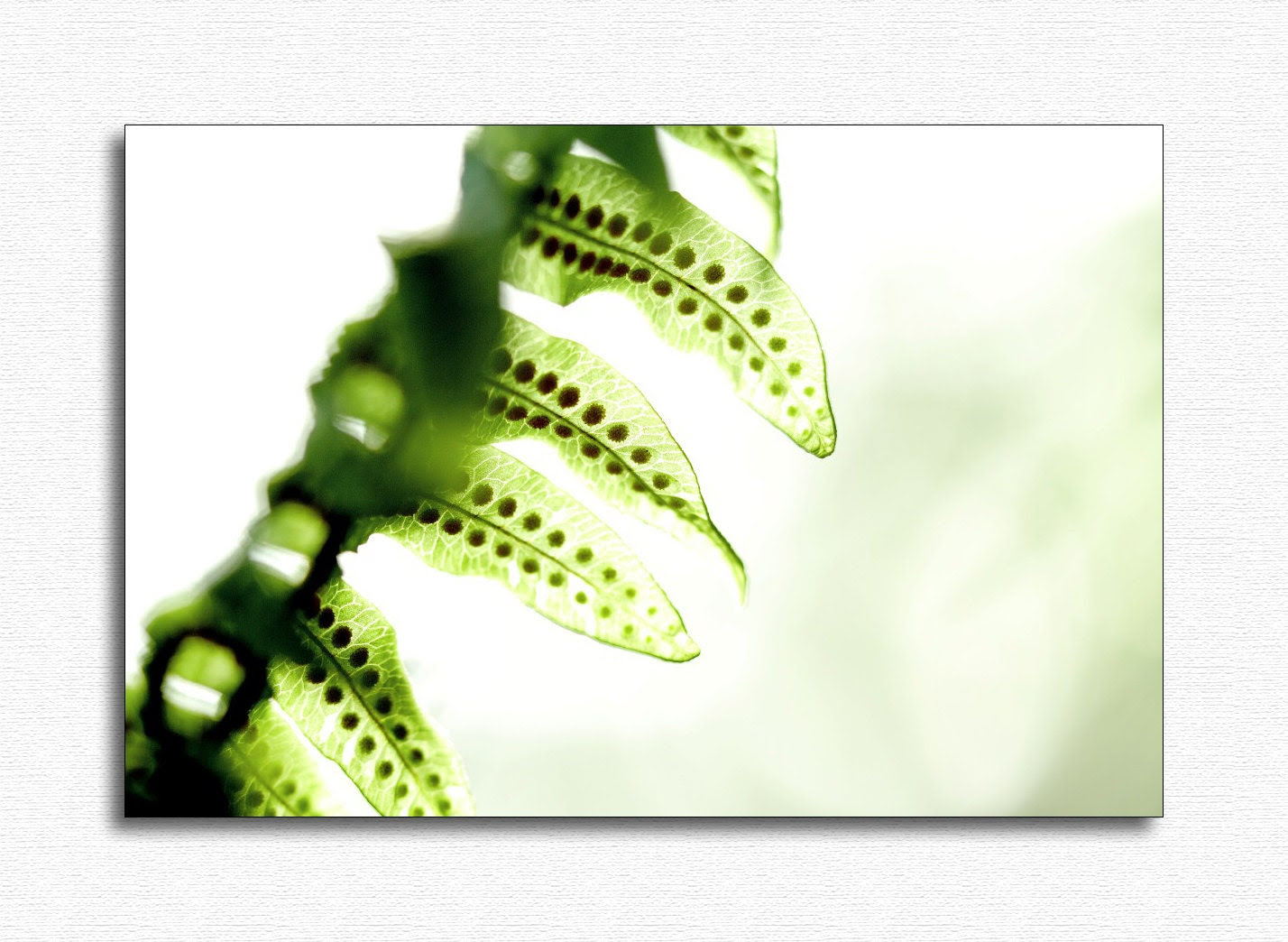 Ferns in the garden. macrophotography. photo print - FotonesDeColores Ferns in the garden. macrophotography. photo print - FotonesDeColores