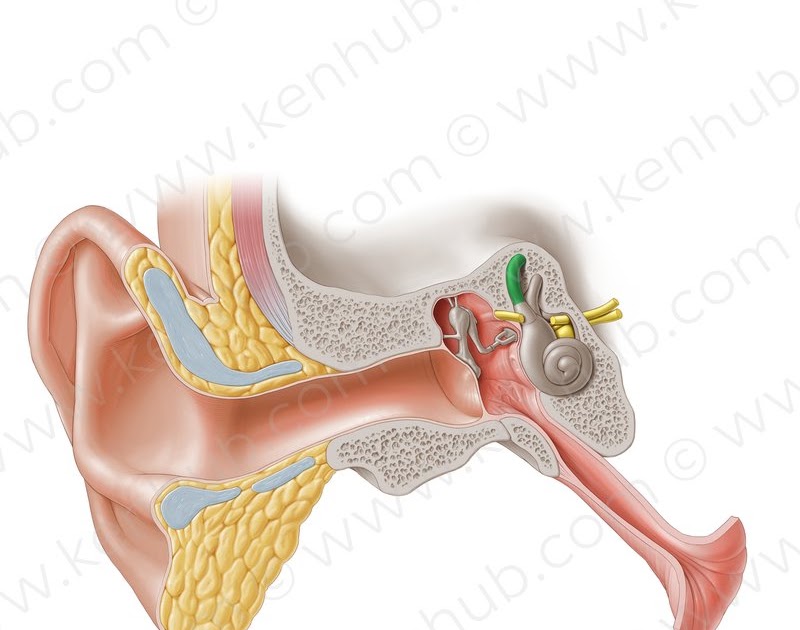 Incus Anatomy