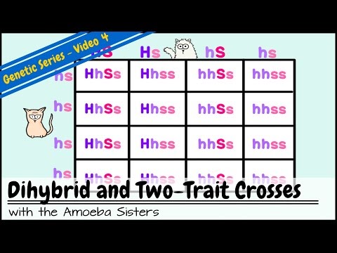 Amoeba Sisters Video Recap Alleles And Genes Worksheet ...