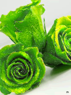 Розы цвета зелени