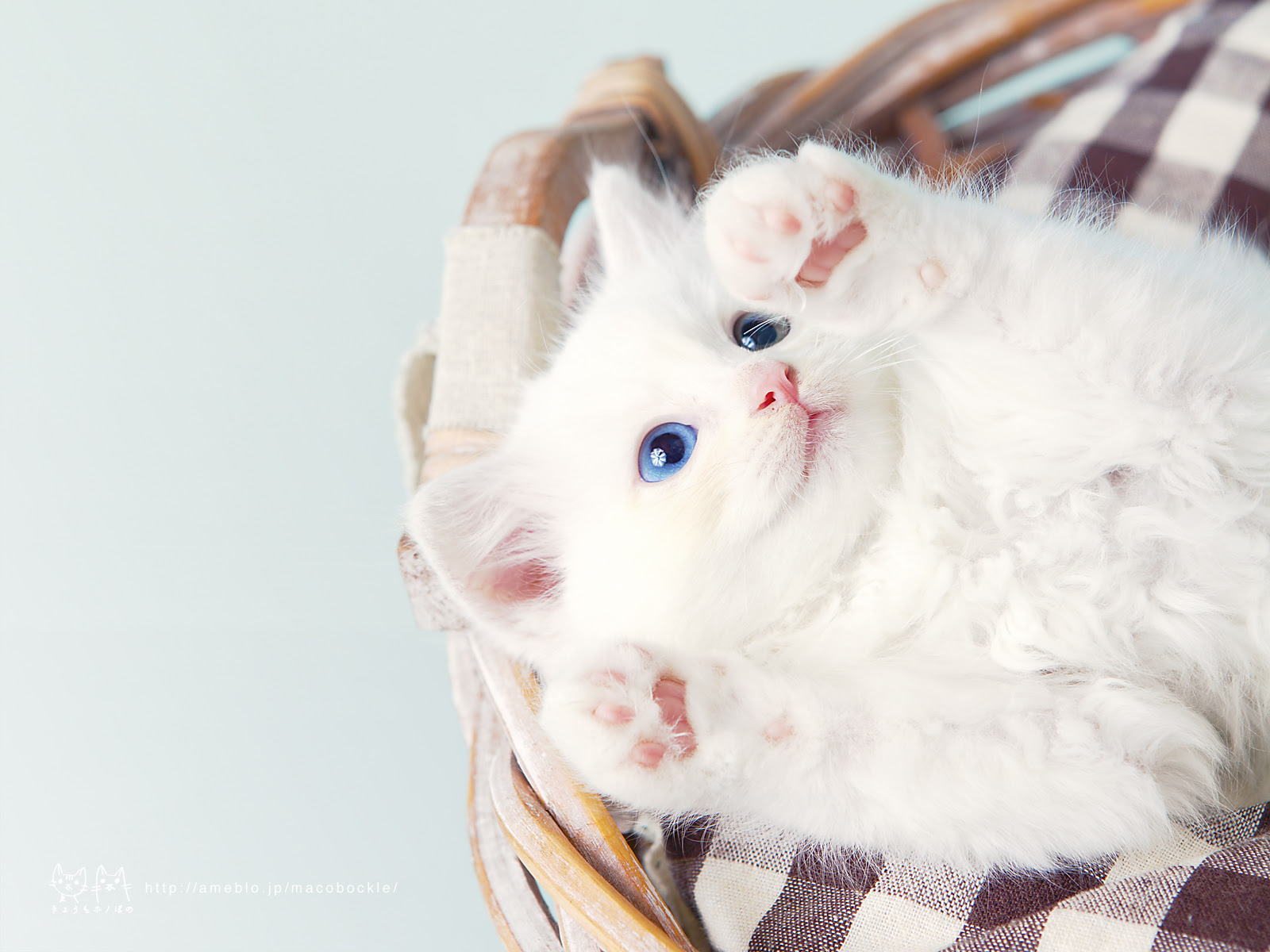 すべての花の画像 ロイヤリティフリーデスクトップ Pc 壁紙 猫