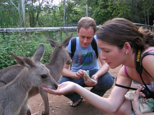 feeding the wallabies 2