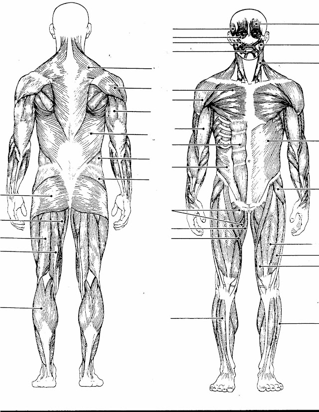 Grunner Til Human Muscles Diagram Muscle Diagrams Are A Great
