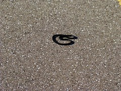 Is it a snake