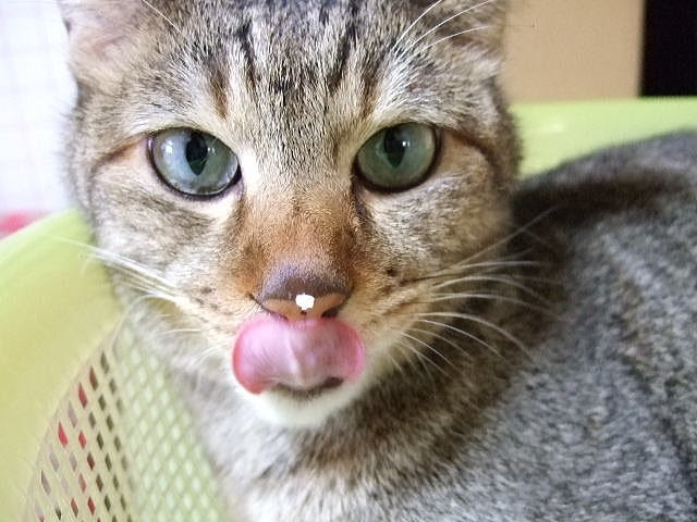 イメージカタログ 壮大 猫 口内炎 食事