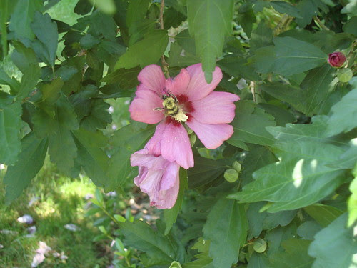 bumble bee and rose of sharon 7/10/11