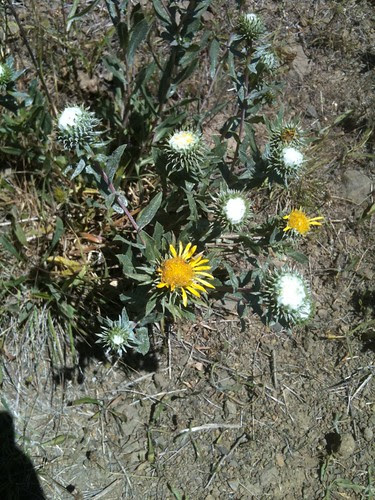 Gum thorn
