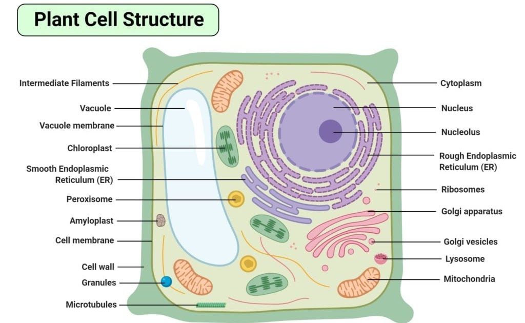 Questions And Answers On Labeled/Unlebled Diagrams Of A Human Cell