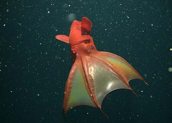perierga.gr - "Καλαμάρι βαμπίρ": Ένα από τα μυστήρια πλάσματα του ωκεανού!