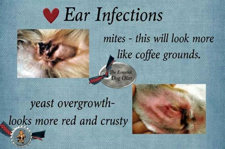 Dog Ear Mites Or Infection LOANKAS