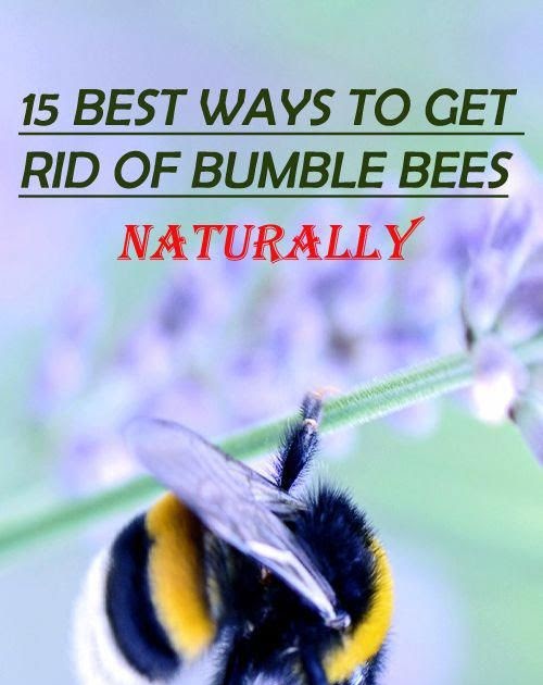 How To Get Rid Of Bumble Bees - All You Need Infos