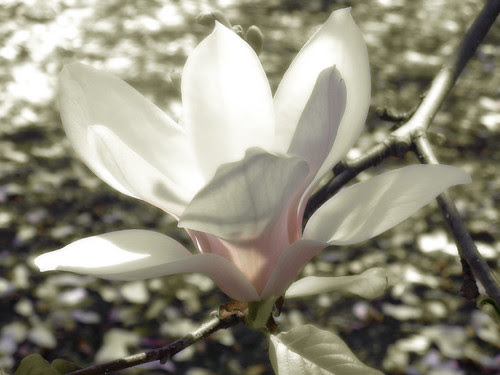 magnolia with gavinfree softly lighten