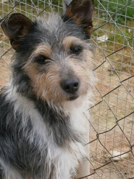 Dackel Terrier Mischling Wesen