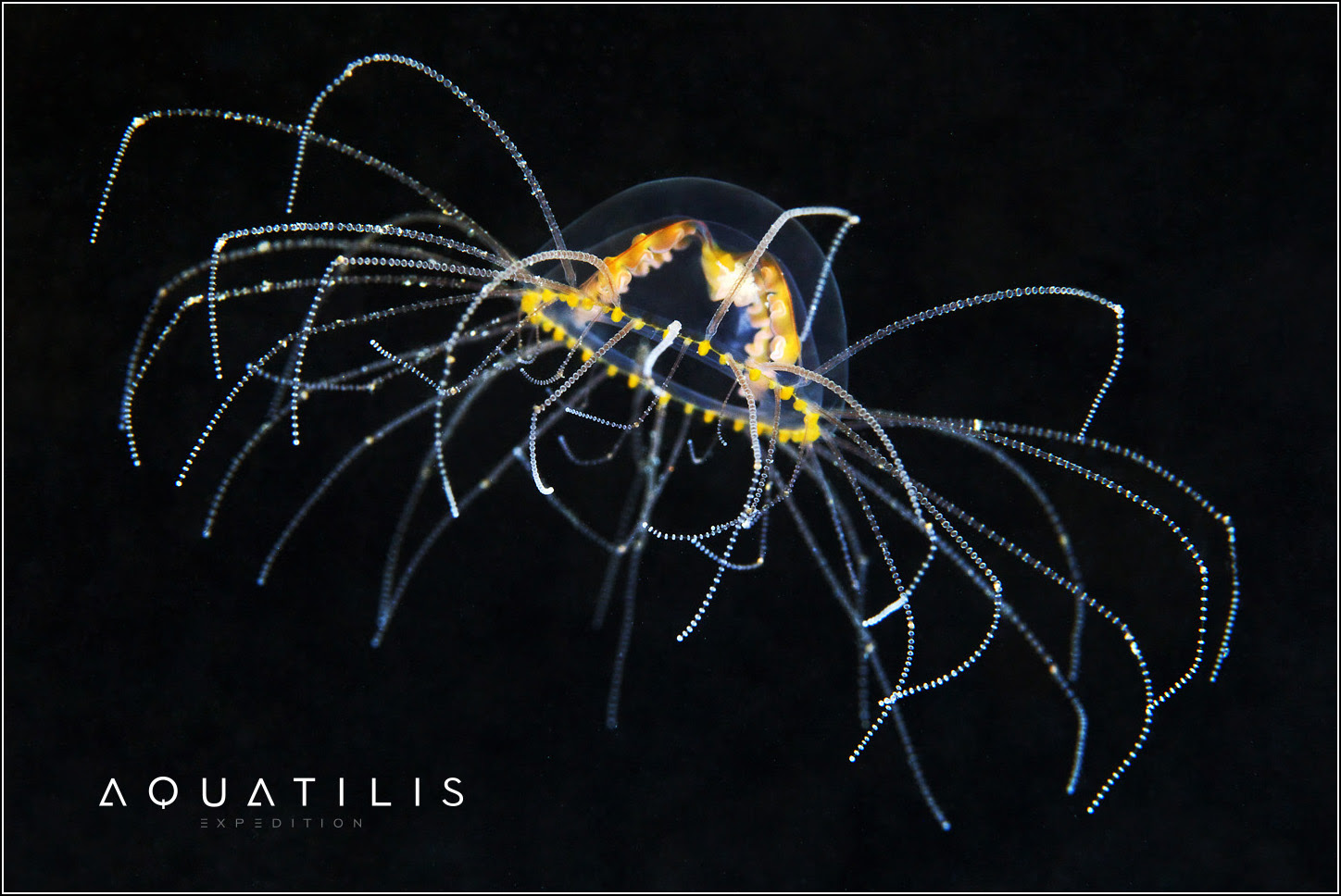 Aquatilis Expedition