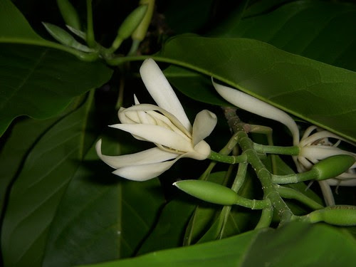 DSCN6544.JPG