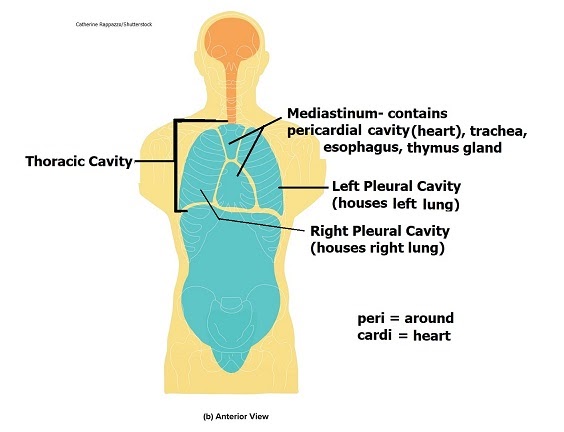 Cavity Anatomy - Anatomy Drawing Diagram