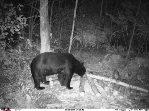 Trail Cams & Bear Baits - Bear Baiting - Bear Hunting Magazine