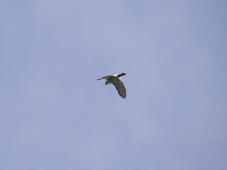 鳳頭蒼鷹/無限台南