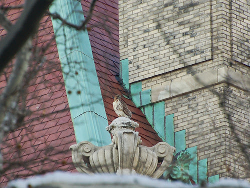 Red-Tail atop St. Luke's