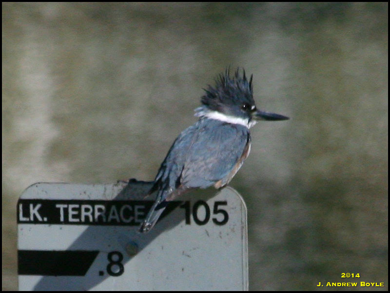 Belted Kingfisher Belted Kingfisher