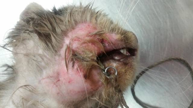 Cat Ear Polyp Surgery Cost Uk