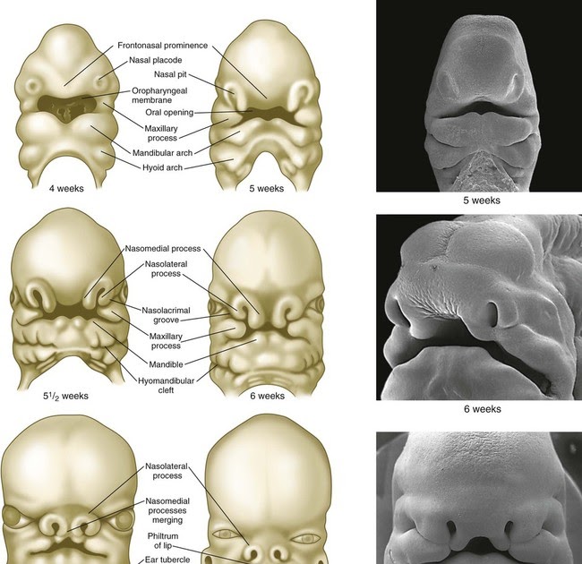 How Many Bones In The Face And Head : Exam 2 at Washtenaw Community